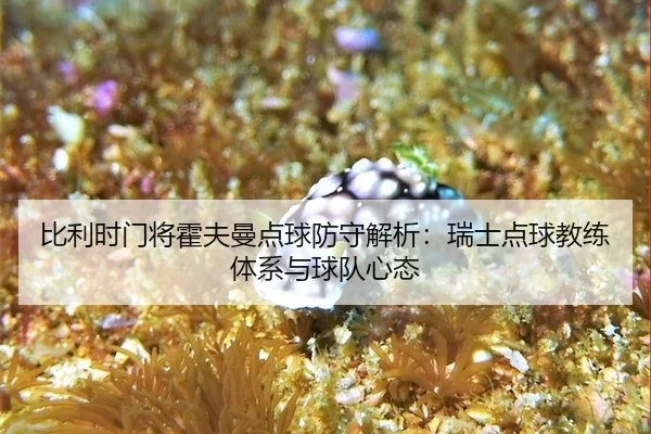 比利时门将霍夫曼点球防守解析：瑞士点球教练体系与球队心态